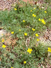 Eschscholzia minutiflora
