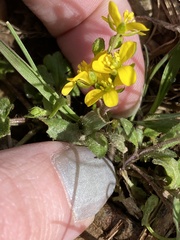 Paysonia lescurii