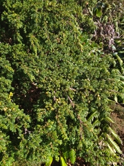 Juniperus brevifolia