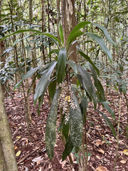 Cordyline cannifolia