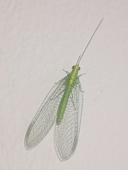 Apertochrysa edwardsi