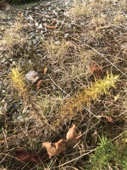 Ulex europaeus