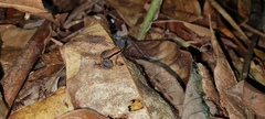 Allobates sumtuosus