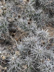 Corynopuntia invicta