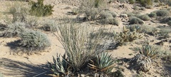 Asclepias subulata