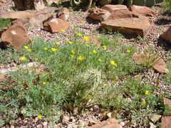 Eschscholzia minutiflora