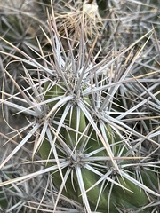 Corynopuntia invicta
