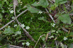 Sagina decumbens