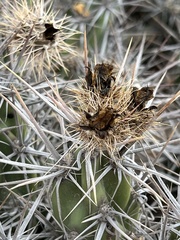 Corynopuntia invicta