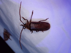 Tragosoma harrisii
