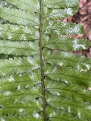 Microlepia marginata bipinnata