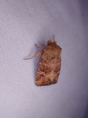 Lacinipolia stricta