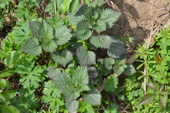 Urtica chamaedryoides