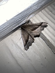 Eutrapela clemataria
