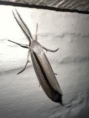 Lapara coniferarum
