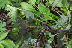 Urtica chamaedryoides