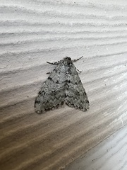 Phigalia strigataria