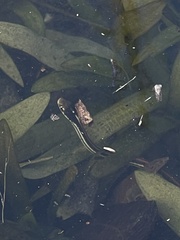 Thamnophis proximus rubrilineatus