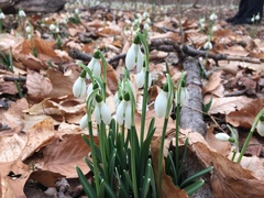 Galanthus nivalis