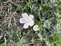 Claytonia virginica