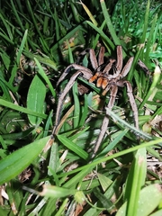 Lycosa erythrognatha