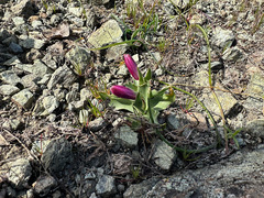 Fritillaria pluriflora