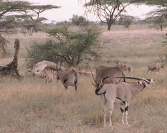 Oryx beisa beisa
