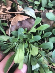 Calandrinia menziesii