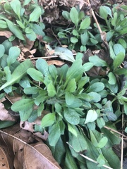 Calandrinia menziesii
