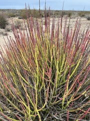 Euphorbia ceroderma