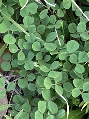 Medicago lupulina