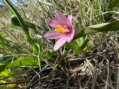 Fritillaria pluriflora