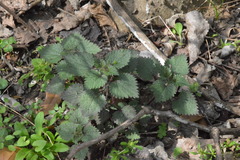 Urtica chamaedryoides