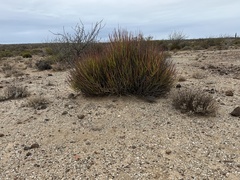 Euphorbia ceroderma