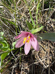 Fritillaria pluriflora