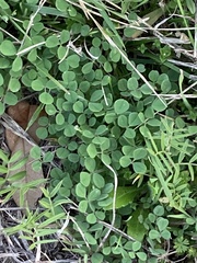 Medicago lupulina
