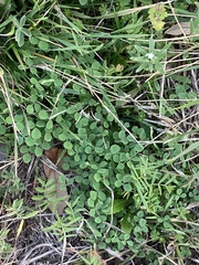 Medicago lupulina