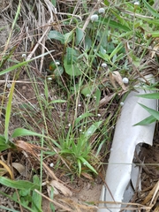 Paepalanthus