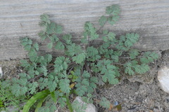 Corydalis micrantha