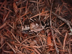 Cyphoderris monstrosa