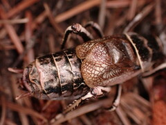 Cyphoderris monstrosa