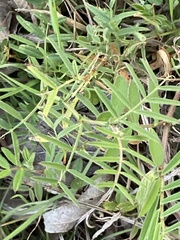 Vicia sativa