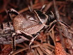 Cyphoderris monstrosa