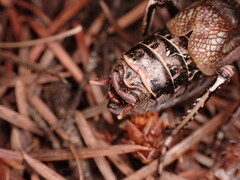 Cyphoderris monstrosa