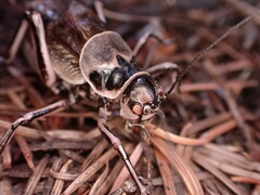 Cyphoderris monstrosa