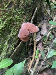Auricularia fuscosuccinea