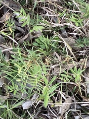 Vicia sativa