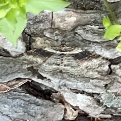 Costaconvexa centrostrigaria