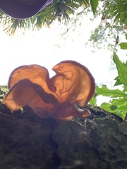Auricularia fuscosuccinea