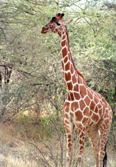 Giraffa camelopardalis reticulata